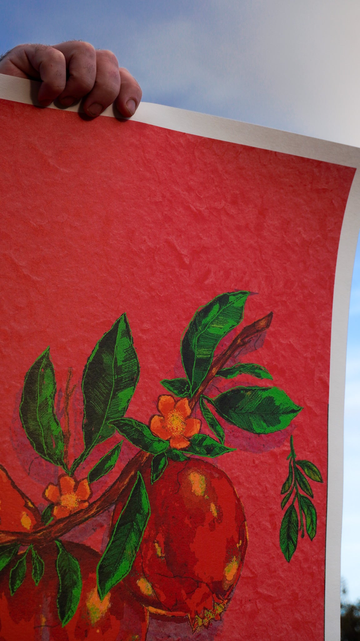 Pomegranate LIMITED EDITION PRINT